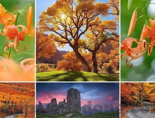 国产成人在线视频播放-国产成人在线视频的多元化发展及其影响